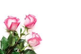 Bei jedem transport wird co2 ausgestoßen. Hintergrundbilder Rose Blumen Pflanzen Weisser Hintergrund 1920x1272 Wallpapermaniac 1767169 Hintergrundbilder Wallhere