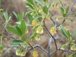 Image result for Diospyros lycioides
