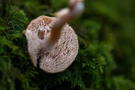 Selbstgemachte ravioli mit ricotta und pfifferling selbstgemachte ravioli mit ricotta und pfifferling köstliches , mittendrin | 3. Semmelstoppelpilz Sammeln Besser Als Der Pfifferling