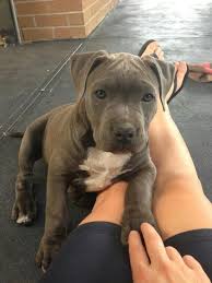 Baby Pitbull Black And Brown Pin Van Jennifer Stacy Op I Love Pitbulls American Stafford And English Staffords Honden Hondjes Schattigste Dieren