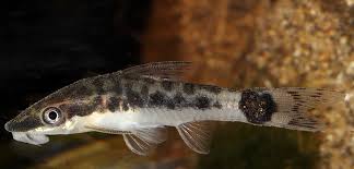 Water lettuce for sale in San Fernando