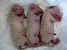 Do Dogs Have Belly Buttons Psychology Today