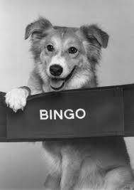The circus dog, bingo, is saving the life of chuckie and off the leash! Bingo 1991 Photo Gallery Imdb