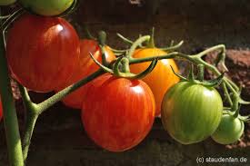 La tomate est exigeante en chaleur et très gourmande en matière organique et plus particulièrement en potasse (k). Tomate Sunrise Bumblebee Samen