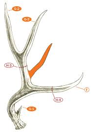 Take notes from these regional experts. Measuring And Scoring Mule And Blacktail Deer B C Club Official Guide Pro Insight