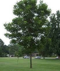 It prefers arid warm winter climates. Mahan Pecan Tree Type 2 Bob Wells Nursery