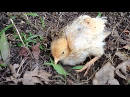 Allowing chickens to perform natural behaviours like dust bathing is one of the five freedoms that all livestock are entitled to under european and uk law. Chicken Taking A Dust Bath Cute Youtube
