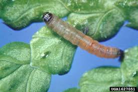 Image result for argyresthia thuiella thuja symptoms