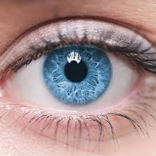 Image result for Cornea