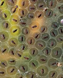Check out our frog eggs clipart selection for the very best in unique or custom, handmade pieces from our shops. Frog Eggs Frog Eggs Frog Incredible Creatures