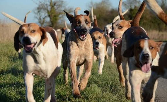 Illegal hunting still tearing British wildlife apart, says animal welfare group