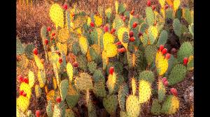 Place your loving living cactus in a sunny spot, with good flow of air and observe how you feel. Cactus Guts Can Purify Fish Tanks Youtube