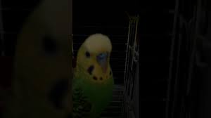 Kizismis Erkek Muhabbet Kusu Boyle Olur Youtube