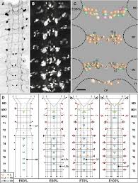 Rm 34 (sm)/rm 37 (ss) malique gregory kamal bin grey muslim. Crustacea Decapoda Astacida Springerlink