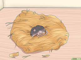 4 Ways To Care For A Baby Wild Mouse Baby Mouse Wild Baby Mouse
