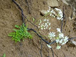 Image result for Pimpinella buchananii