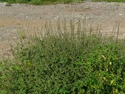 A list of names in which the categories include flowers. File Agharo Gujarati àª†àª˜ àª° 2898027087 Jpg Wikimedia Commons