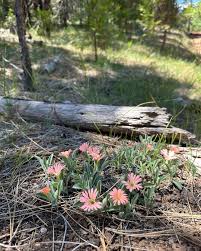 Image result for Silene abyssinica
