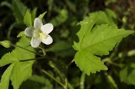 Image result for Hibiscus lobatus