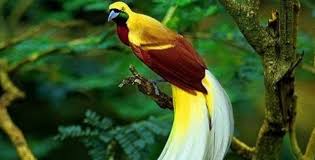 Sesuai namanya, ragam hias bersifat. Flora Dan Fauna Identitas 34 Provinsi Di Indonesia