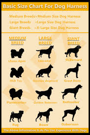 The neck and the chest. Dog Harness Get The Perfect And Easy Measurement Marshalls Pet Zone