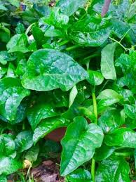 Image result for Basella