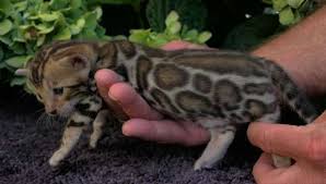 Check out our bengal cat selection for the very best in unique or custom, handmade pieces from our shops. Bengal Kittens For Sale By Reputable Breeders Pets4you Com