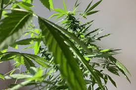 El uso lúdico de la marihuana en méxico es un tema relevante ya que, el 19 de uno de los términos que más hemos escuchado en la conversación sobre este tema es uso lúdico pero. D2n2tn Qemohdm