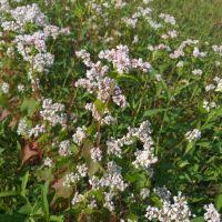 Image result for Fagopyrum snowdenii