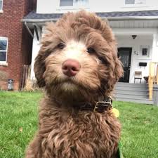 Black And White Aussiedoodle Full Grown Aussiedoodles Super Smart Hybrid Can Almost Read Your Mind Aussiedoodles Aussiedoodlepuppies Cutepuppies Dogs Dogbeast Aussiedoodle Aussie Doodle Puppy Puppy Time
