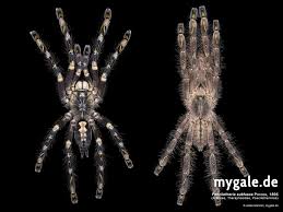 Image result for Centema subfusca