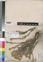 Image result for Helichrysum forskahlii