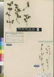 Image result for Trianthema salsoloides