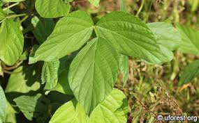 Image result for Calopogonium mucunoides