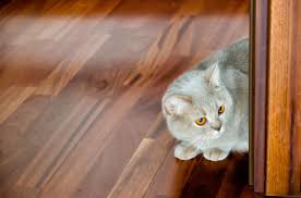 Avcilar Laminat Parke Firmalari Https Biparke Com Avcilar Laminat Parke Firmalari Avcilar Laminat Parke Avcilar Laminat Pa Laminat Parke Parke Avcilar