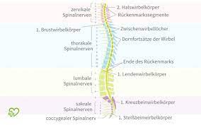 Das Ruckenmark Brucke Zwischen Kopf Und Korper Onmeda De