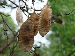 Image result for Dalbergia acutifoliolata