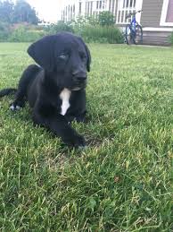 Newest Addition To The Family Siberian Husky Black Lab Mix Dogpictures Dogs Aww Cuteanimals Dogsoftwitt Fluffy Dogs Cute Dogs And Puppies Lab Mix Puppies