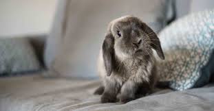 Pet Rabbits What You Need To Know