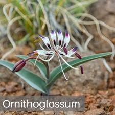 Image result for Ornithoglossum viride