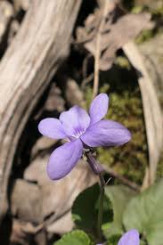 Image result for Viola abyssinica