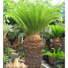 In warm areas with perfect conditions, sago palms may produce suckers that can be potted up individually. Buy Sago Palm Seeds Online Rarexoticseeds