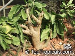 Image result for Cyphostemma adenocaule