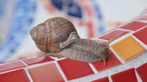 Zudem stehen sie unter naturschutz. Weinbergschnecke Freund Helfer Im Garten Ansiedeln Schutzen