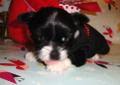 We did not find results for: Teacup Morkie Puppies Pets And Animals For Sale Florida