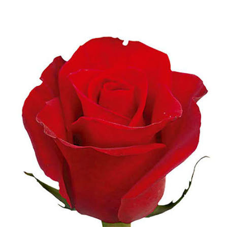 Rose - Red