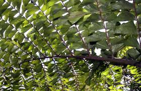 Image result for Caryota