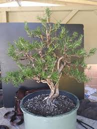 Image result for rosemary bonsai