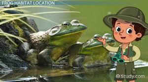 She chose the spot carefully—the leaf hangs over a pond. Frog Habitat Lesson For Kids Video Lesson Transcript Study Com