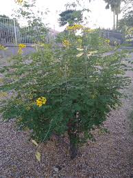 Image result for Erythrostemon